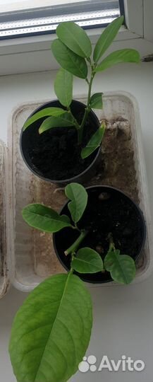 Лимон плодоносящий саженцы