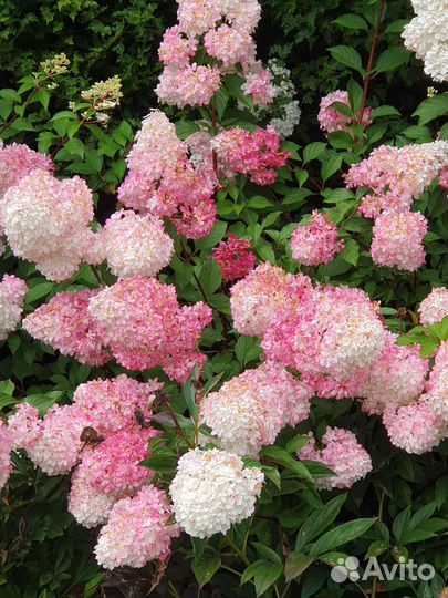 Гортензия метельчатая 