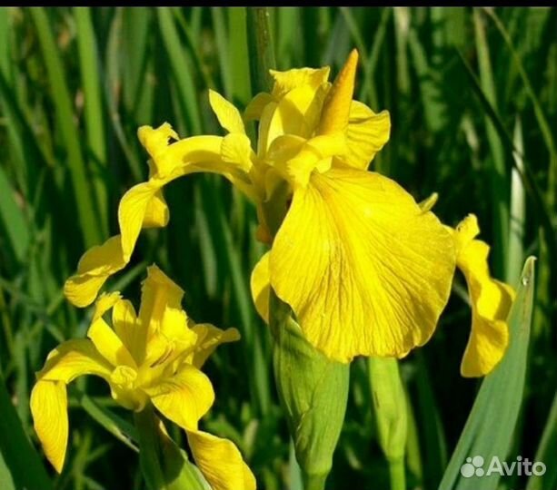 Ирис болотный