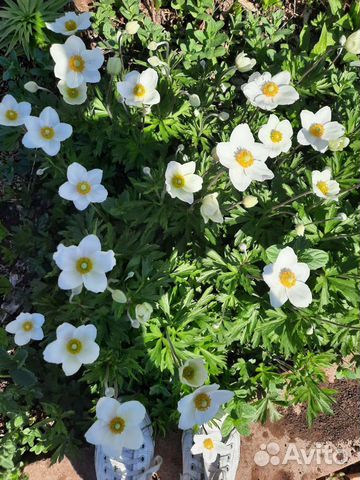 Анемона лесная