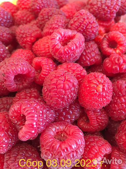 Саженцы супермалины