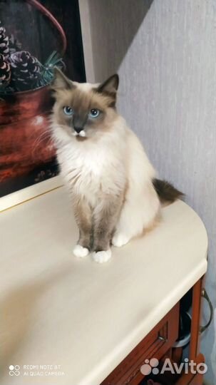 Отдам котика Мирона