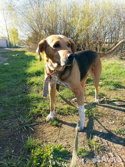 Ищет дом собака