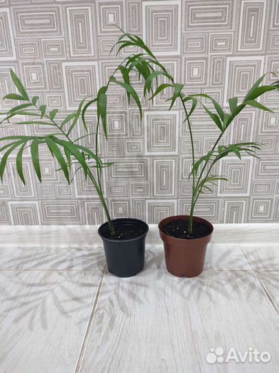 Хамедорея элеганс