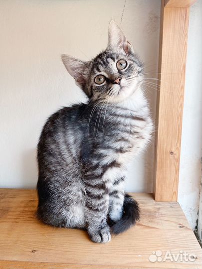 Красавица серая полосатая девочка котёнок 3 мес