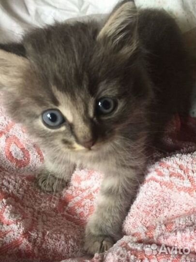 Котик 1 месяц