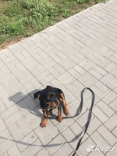 Щенок ротвейлера