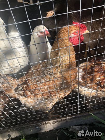 Куры несушки,молодки несушки 5месечные,и 3мес