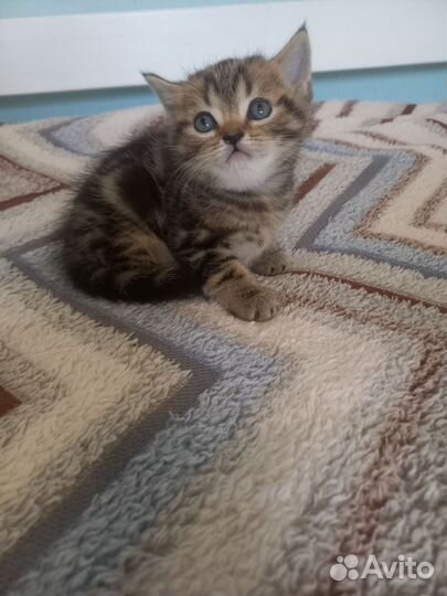 Шотландские котята