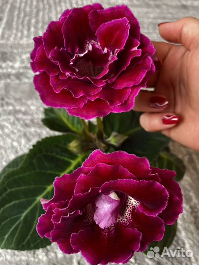 Глоксиния,клубни