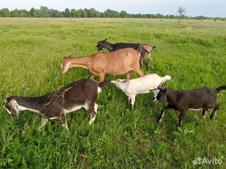 Козы дворянки и нубийские процентные