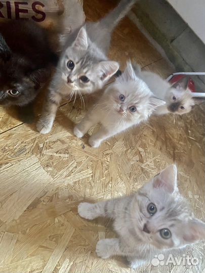 Котята
