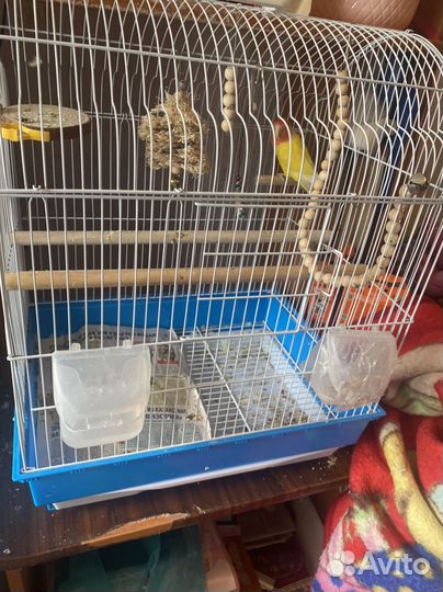 Попугаи (Корелла и Неразлучник)