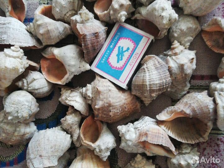 Морские ракушки