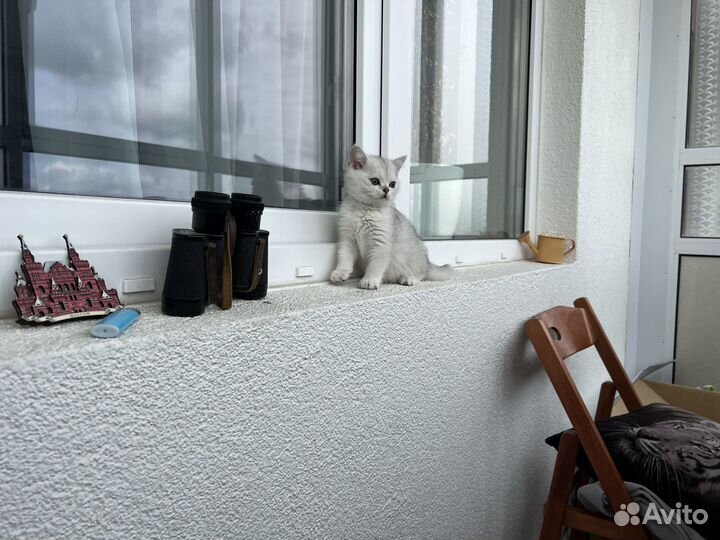 Британская серебристая шиншилла