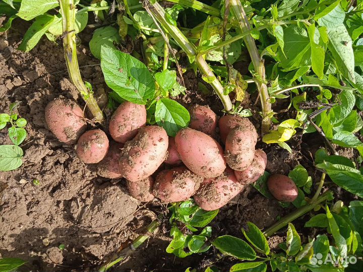 Картофель оптом