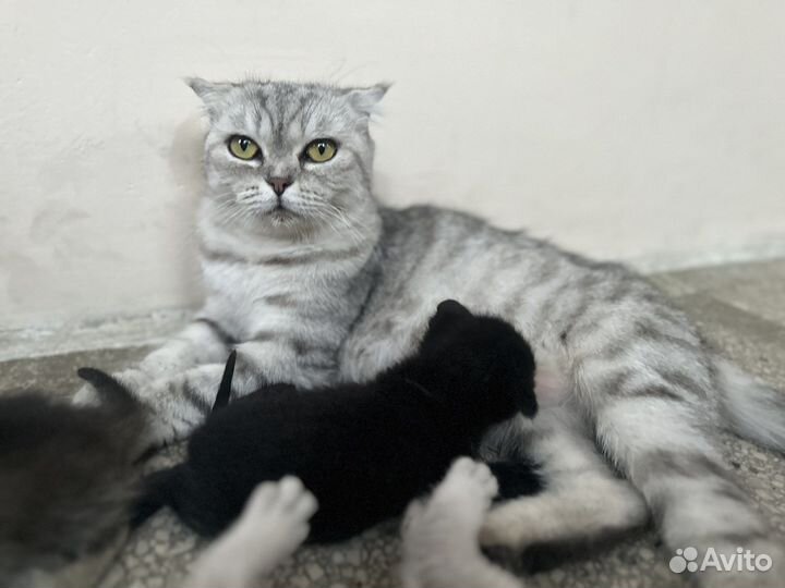 Шотландские вислоухие котята