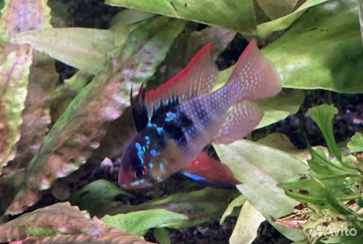 Апистограмма Рамиреса, электрик блю