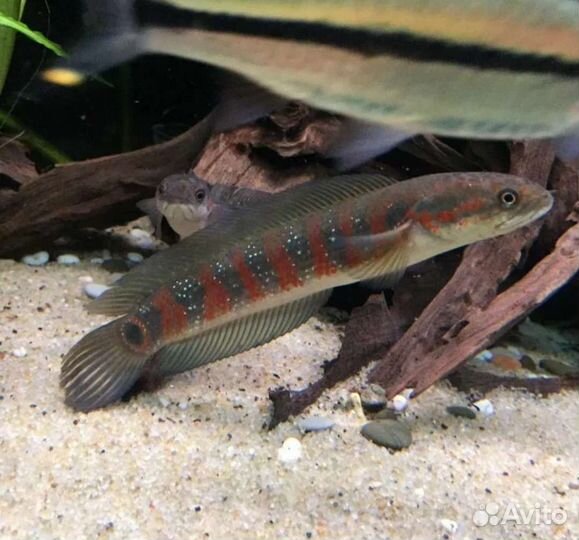 Экзотические рыбки змееголов красная луна