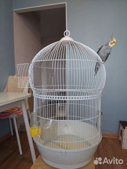 Клетка для среднего попугая