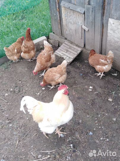 Куры несушки породы Ломан Браун