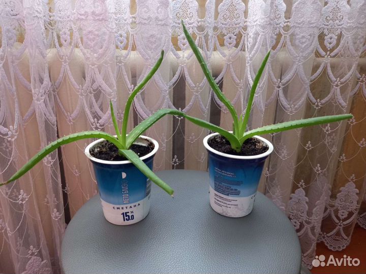 Растение алоэ