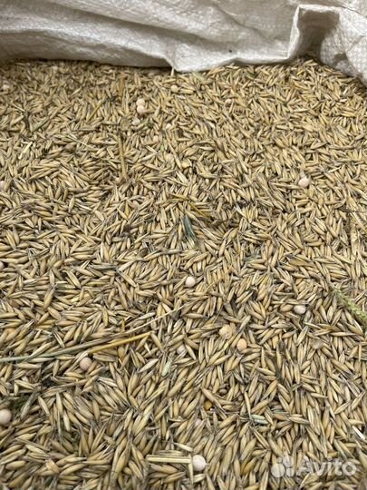 Зерно овес пшеница