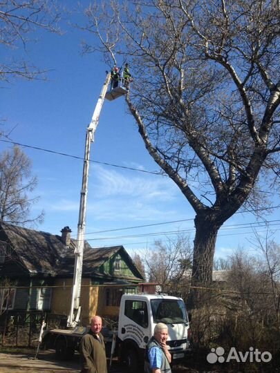 Спил деревьев
