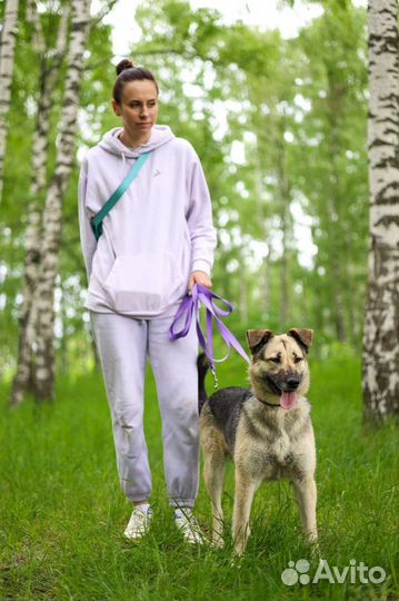 Собаки из приюта Валя