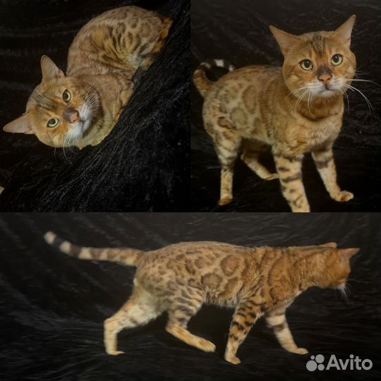 Бенгальская