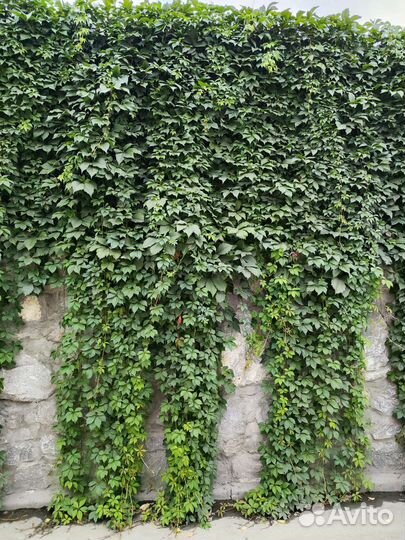 Девичий виноград (декоративный) лианы