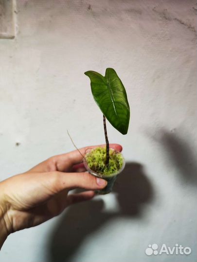 Алоказия : Зебрина, Блэк Вельвет, Сильвер Драгон