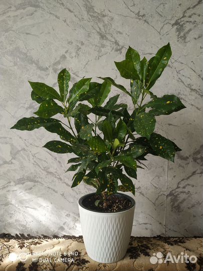 Фикус кротон