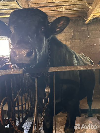 Продам бычков