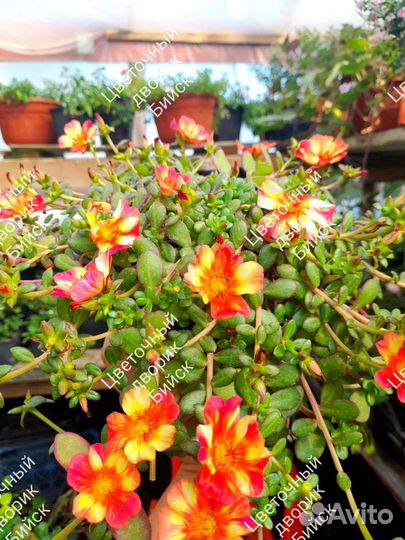 Портулак ампельный растения однолетнии