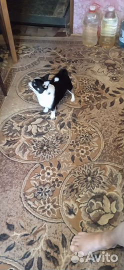 Чиа Хуа Комби.Приглашает на вязку