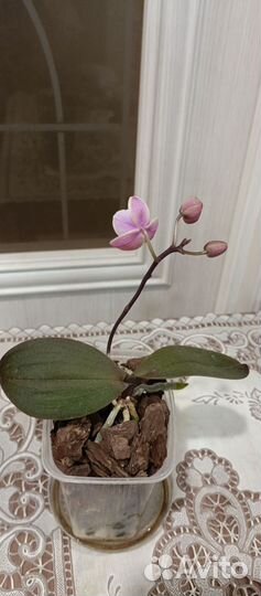 Орхидея фаленопсис мини