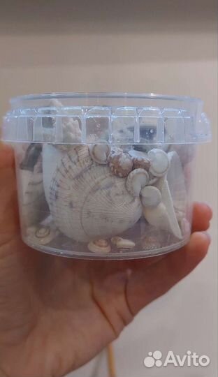 Морские ракушки, кораллы