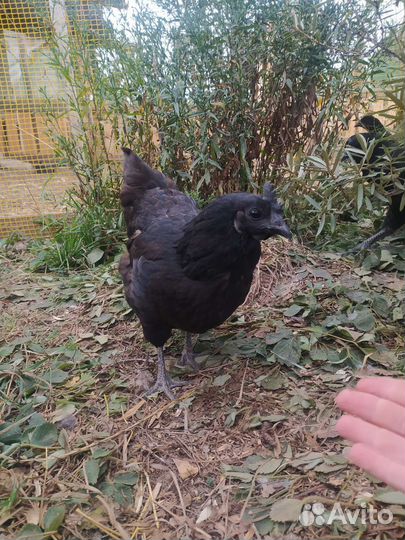 Куры лакеданзи ухейилюй