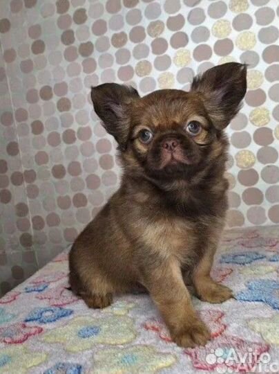 Шоколадный мальЧишка коротконосый