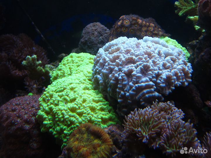 Чистка и обслуживание аквариумов. Срочный выезд