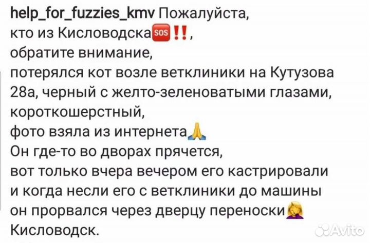 Черный кот