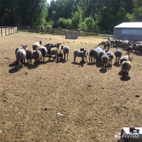 Рамановские ярочки и барашки
