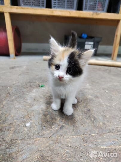 Кошки в добрые руки