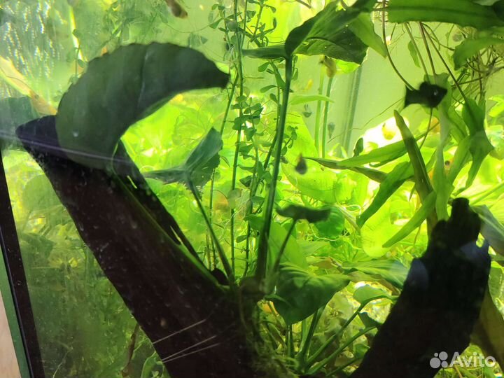 Аквариумные рыбки и растения