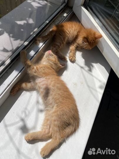 Отдаю котят в добрые руки