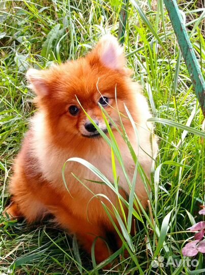 Щенок немецкого малого шпица