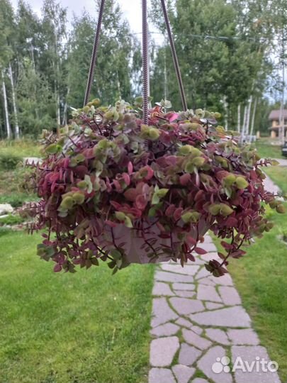 Каллизия в кашпо с фото