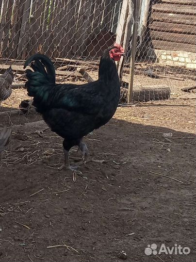 Петухи Джерсийский гиг.Ухейилюй.Утята