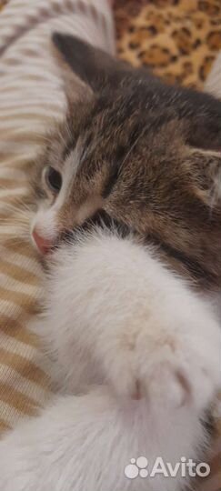Кошка в дар